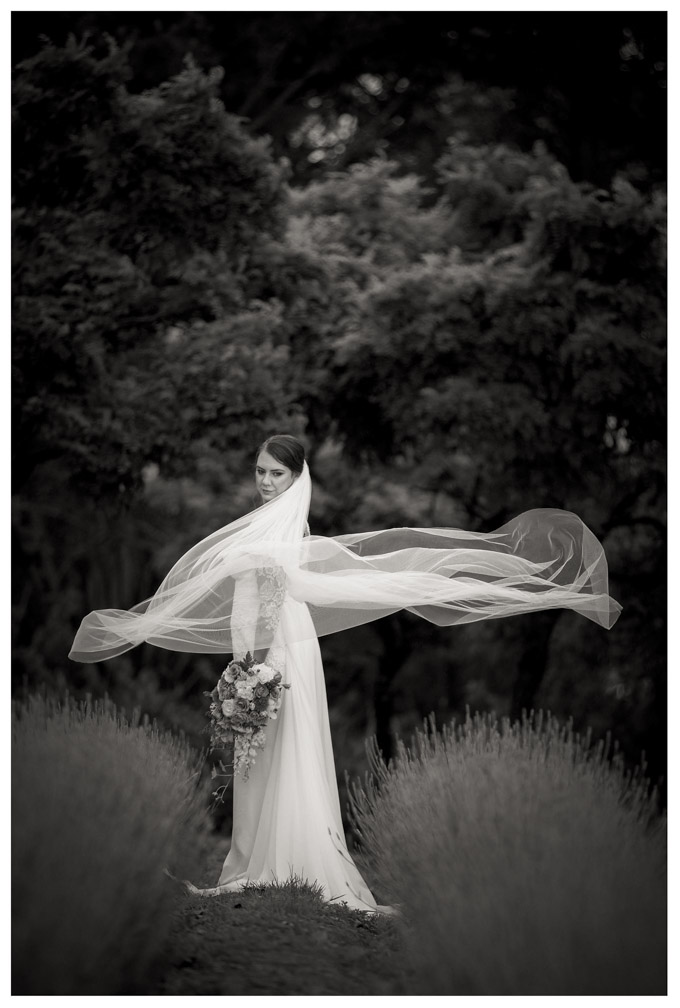 Wedding photo by Chris Loufte at Lavender Hill coatsville Auckland