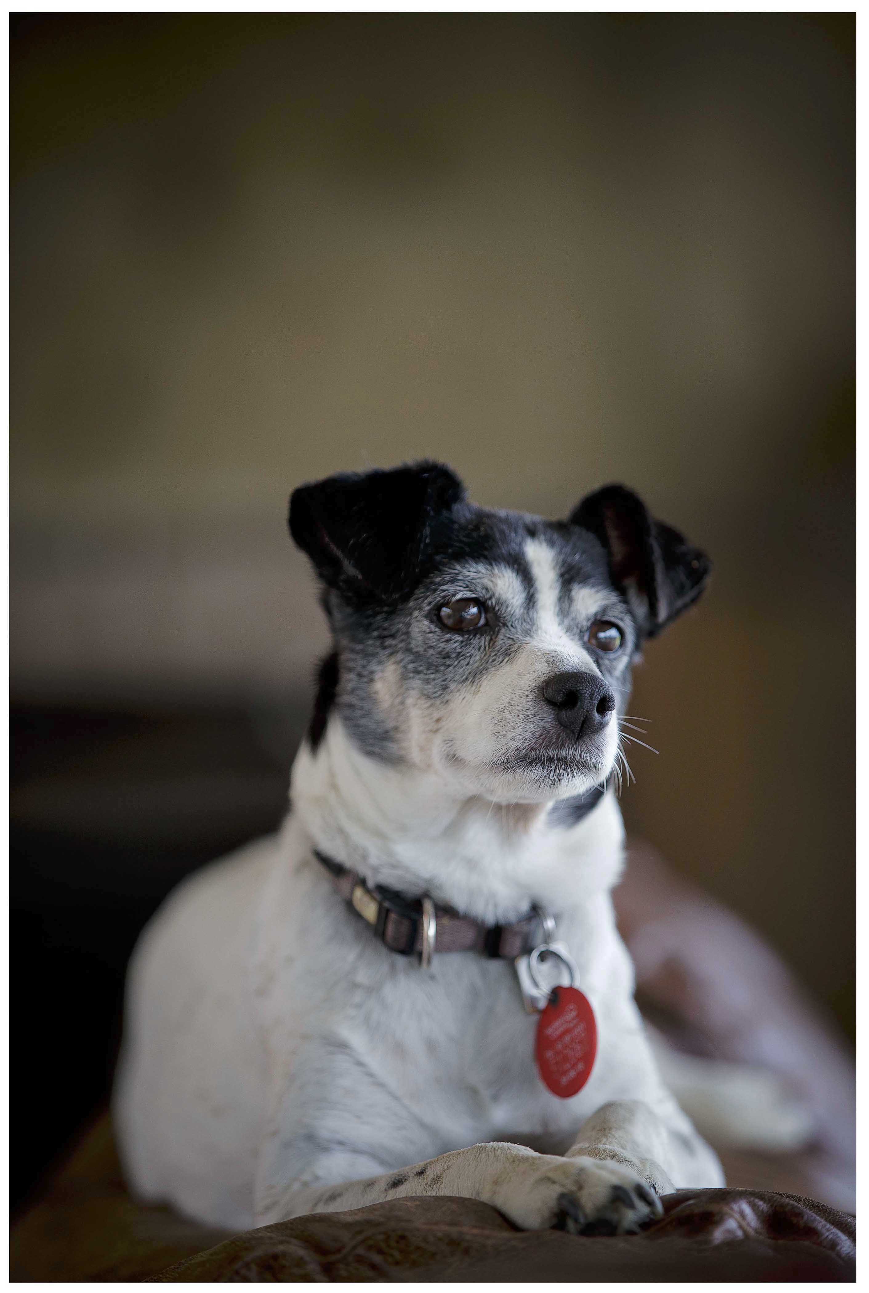 Puhoi wedding photo by Auckland wedding photographer Chris Loufte
