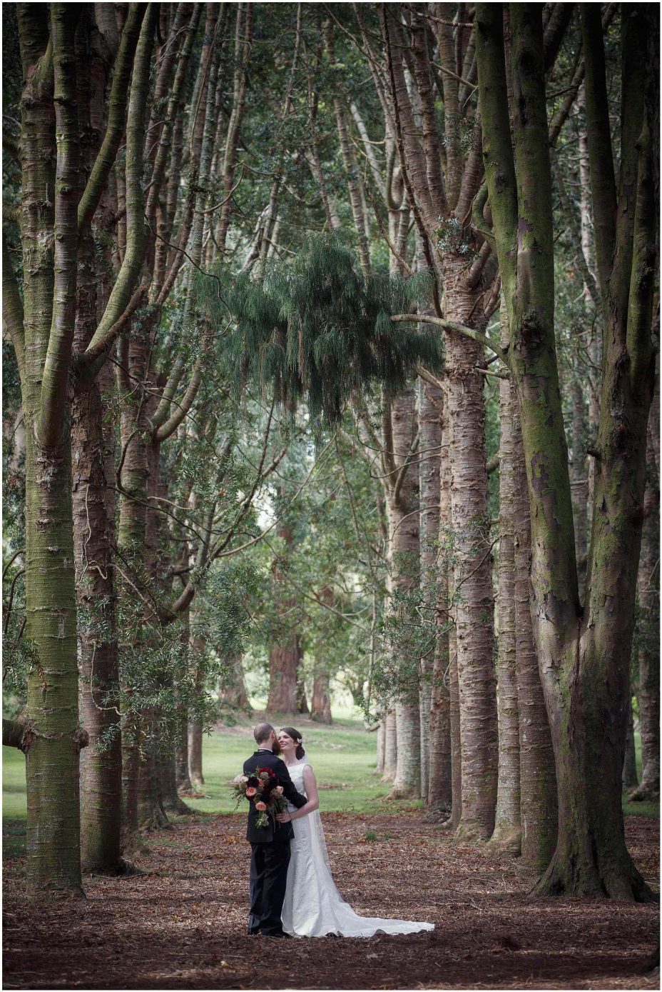 Bride and groom kiss under a canopy of Kauri trees in Cornwall Park Auckland.